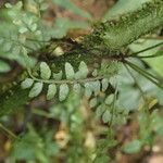 Asplenium barteri Folha