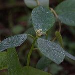 Euphorbia heterophylla 花