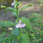 Mimulus ringensFlower