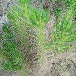 Austrocylindropuntia cylindrica Blad