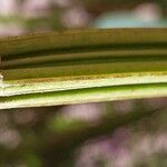 Salvia purpurea Rinde