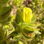 Ononis pubescens Flower