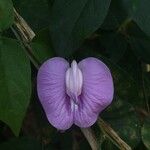 Centrosema pubescens Flower