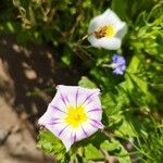 Convolvulus tricolor 花