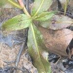 Plantago cordata पत्ता