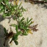 Artemisia campestris Folha