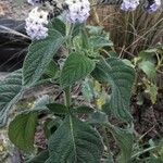 Heliotropium arborescens Листок