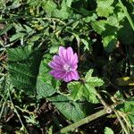 Malva sylvestrisപുഷ്പം