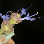 Salvia dorrii Flower