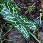 Arum italicum Yaprak