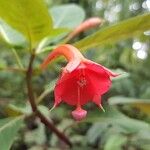 Fuchsia bolivianaBloem