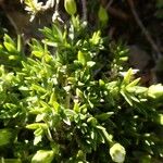 Facchinia rupestris Leaf