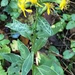 Solidago virgaurea Lapas