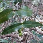 Eugenia gatopensis Habitat