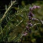 Trichostema lanatum Hábito