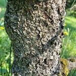 Picea schrenkiana Bark