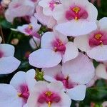 Diascia rigescens Květ