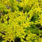 Sedum sexangulare Цветок