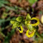 Ophrys lutea 花
