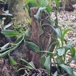 Tillandsia bulbosa Hoja