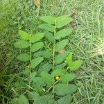 Chamaecrista nictitans Yaprak