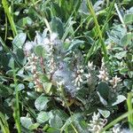 Salix pyrenaica Fruit