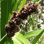 Sorghum bicolor Frucht