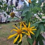 Tithonia diversifolia Flor