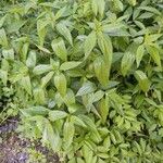 Boehmeria cylindrica Характер