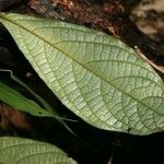 Cordia nodosa Blatt