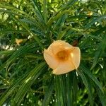 Thevetia peruviana Цветок