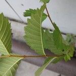 Zelkova carpinifolia برگ