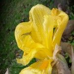 Iris pseudacorus പുഷ്പം