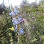 Salvia azurea Flower