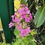 Lunaria redivivaКвітка