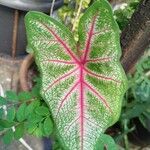 Caladium bicolor葉