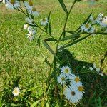 Symphyotrichum lanceolatumBlüte