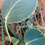 Eryngium thorifoliumFuelha