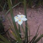 Dietes iridioides ফুল