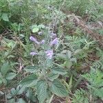 Scutellaria ovata Flower