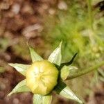 Cosmos bipinnatus Flower