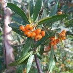 Pyracantha angustifolia Fruit