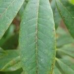 Rhododendron irroratum Blad