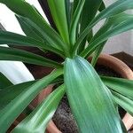 Yucca elephantipes Yaprak