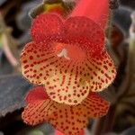 Kohleria amabilis 花