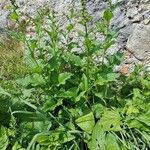 Chenopodium bonus-henricus Leaf
