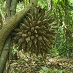 Phytocrene bracteata Fruit