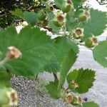 Crataegus marshallii Fruit