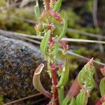 Rumex bucephalophorus 叶