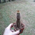 Pilosocereus chrysostele Hoja